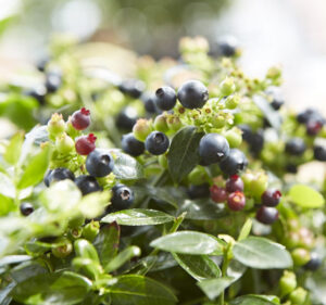 BerryBux blueberry