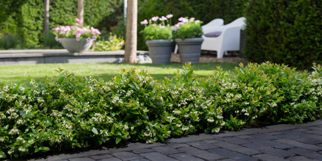 Bushel and Berry Introduces New Blueberry Variety