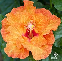 Best Friend Hollywood Hibiscus.