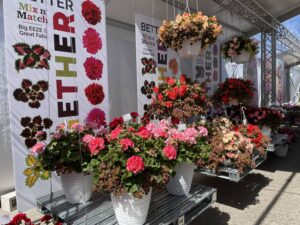 Better Together combos (Dümmen Orange)