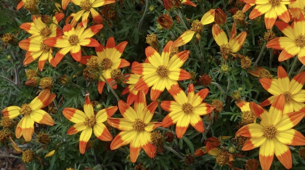 The Colorful World of Danziger