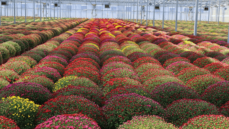 Grower Success Stories: A team approach