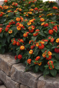 Bloomify Red - Ball