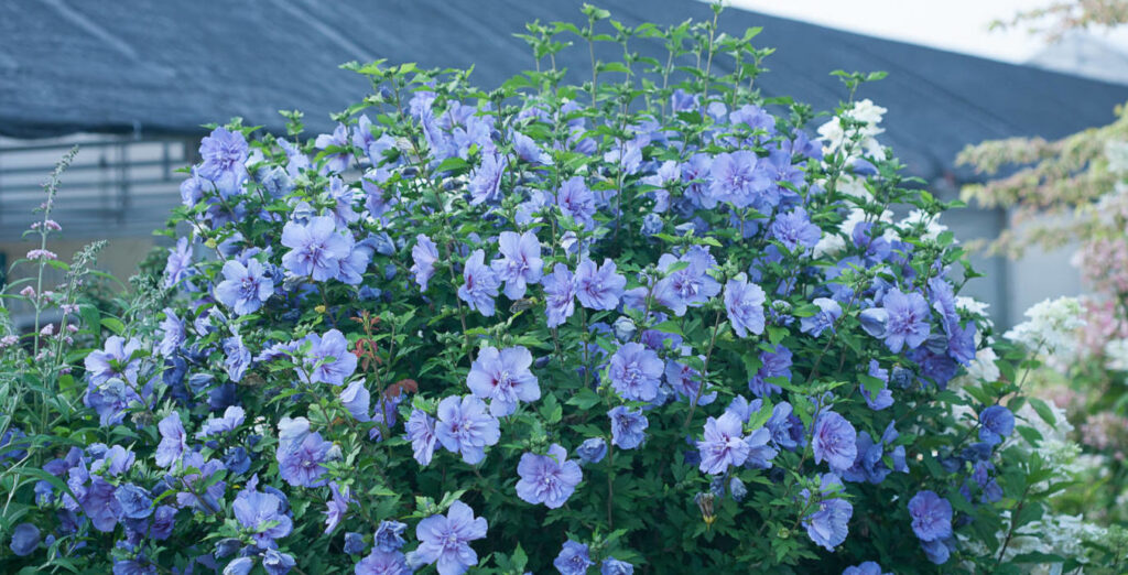 Pretty & Powerful: Hardy Hibiscus