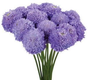Scabiosa 'Bon-Bon Scoop Dark Lavender'