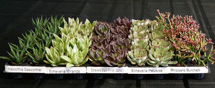 Botany Lane Expands Young Plant Production