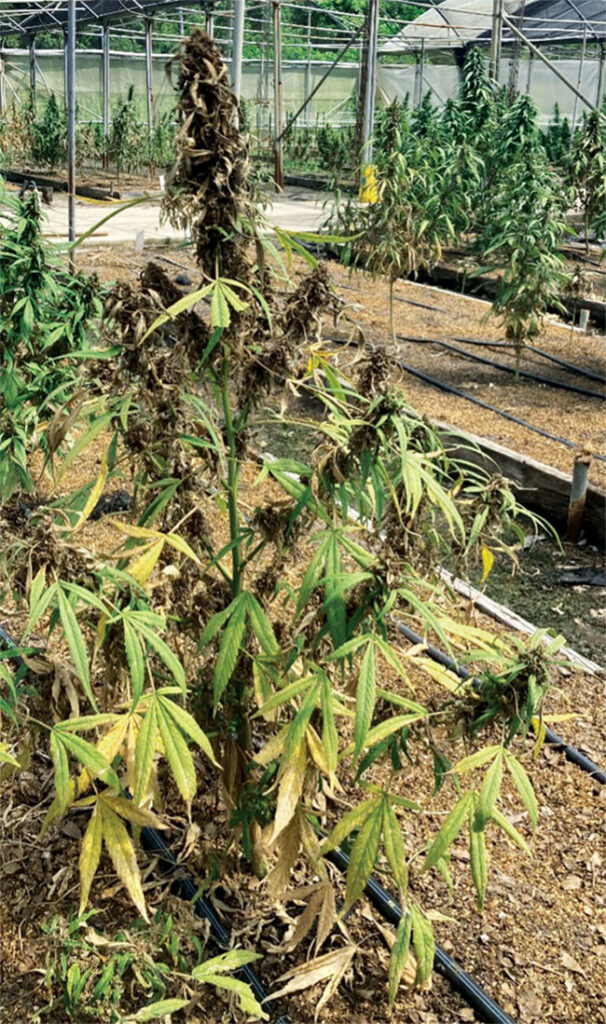 Trialing new hemp genetics