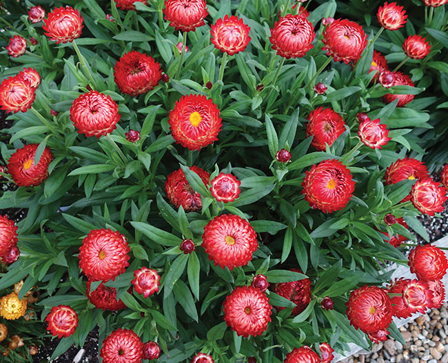 BRACTEANTHA ‘GRANVIA CRIMSON SUN’, Suntory