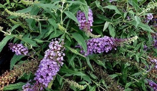 Green Fuse Botanicals — All Star Summer Performers