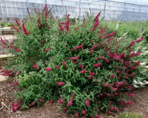 Buddleia Monarch Prince Charming - Walters Gardens