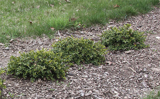 Boxwood Variety Provides Versatility