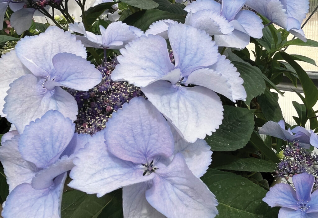 Color theory in bloom