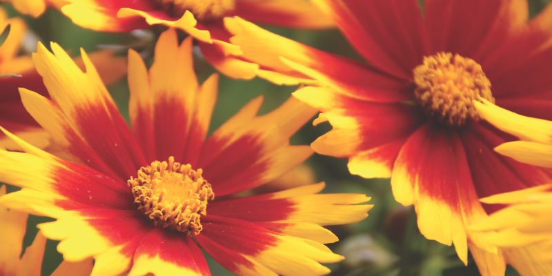 Trending from the Golden State