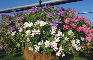 Catharanthus Soirée Double Mix from Suntory