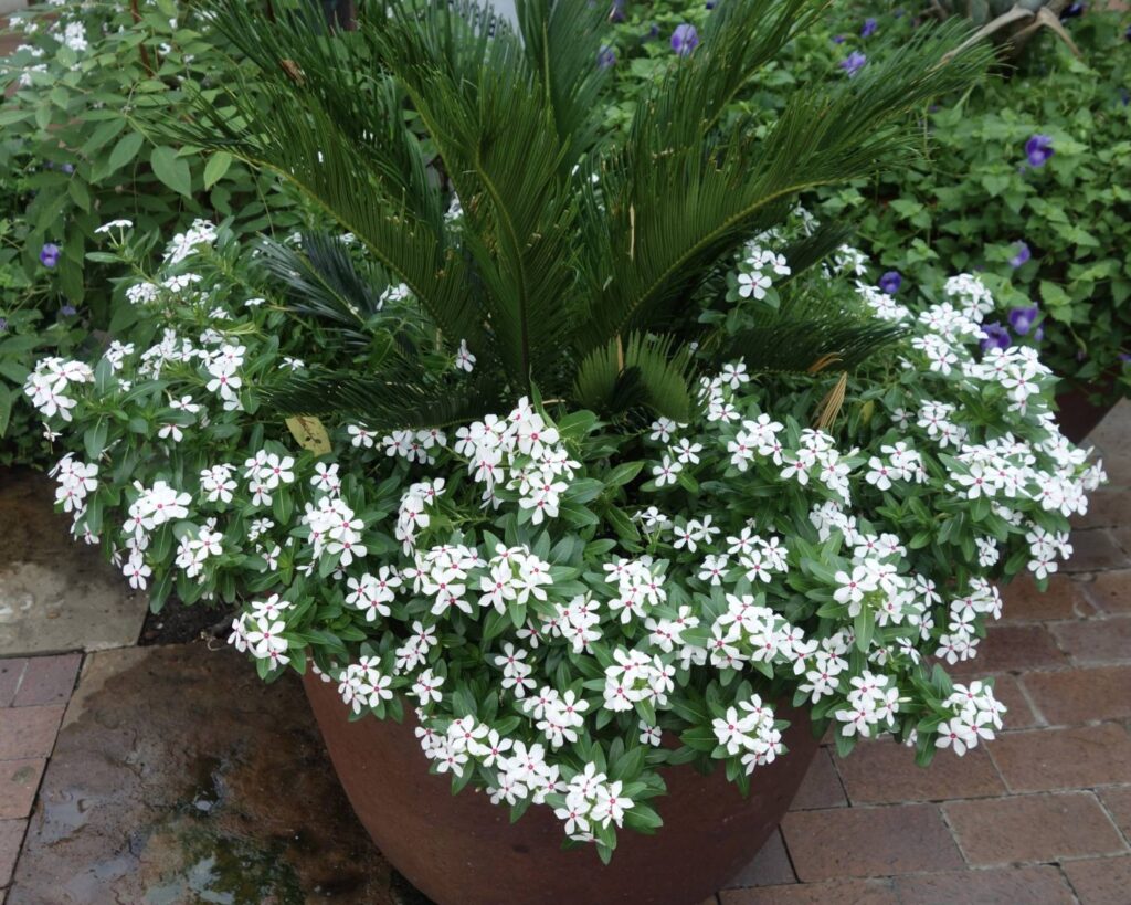 Brilliant & Resilient Annuals