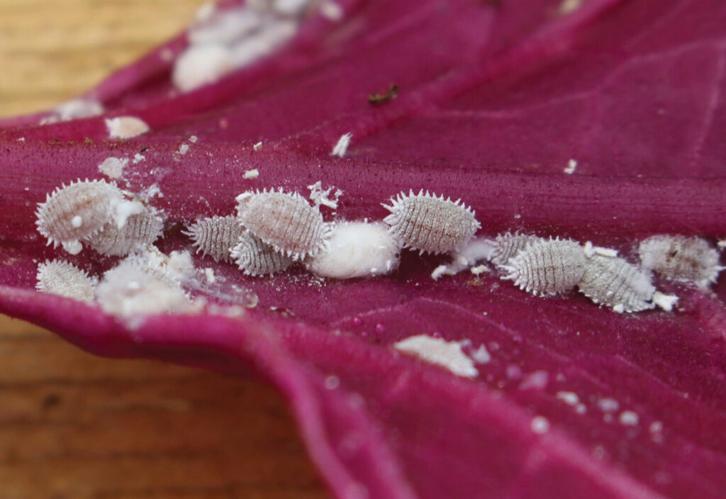 Mealybug management: Have we reached an impasse?