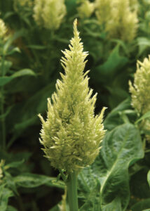 Celosia 'Sunday Green'