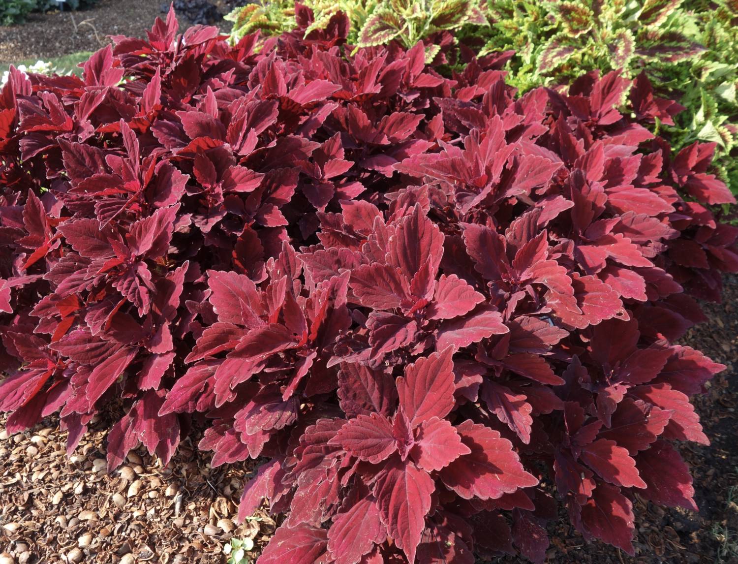 Main Street coleus
