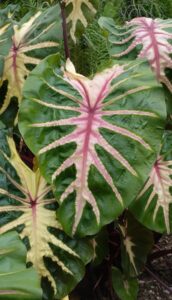 Colocasia leaf with pink vein
