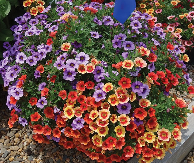 Vaughn’s View: Creative & Colorful Container Recipes