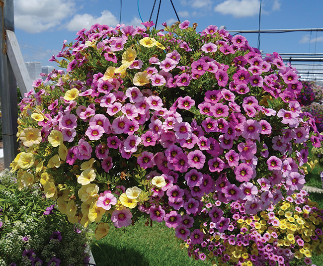 CONFETTI GARDEN BLOOMTASTIC SUMMER SOLSTICE - DUMMEN ORANGE, Vaughns View, July