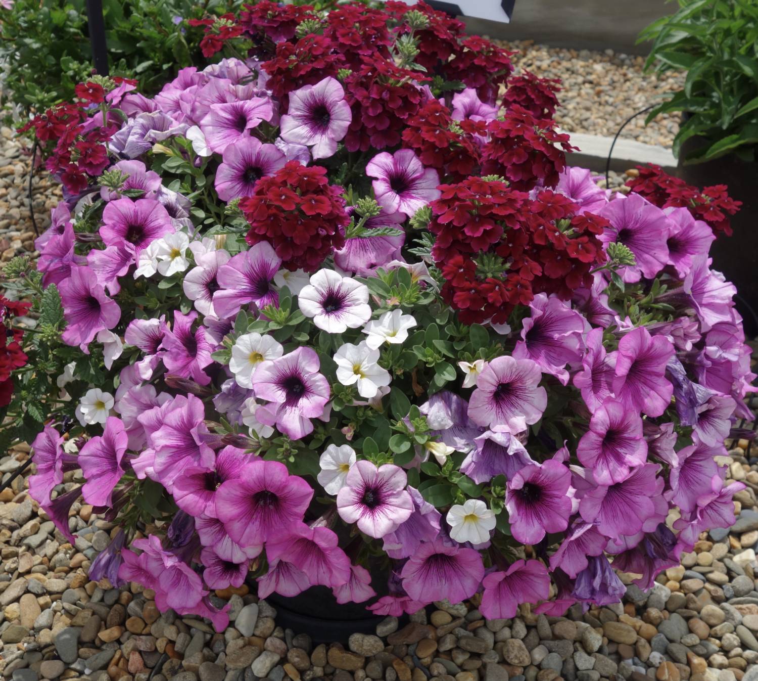 Dummen Confetti Garden