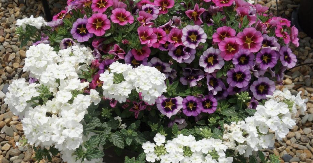 Colorful and Dynamic Containers in Alabama