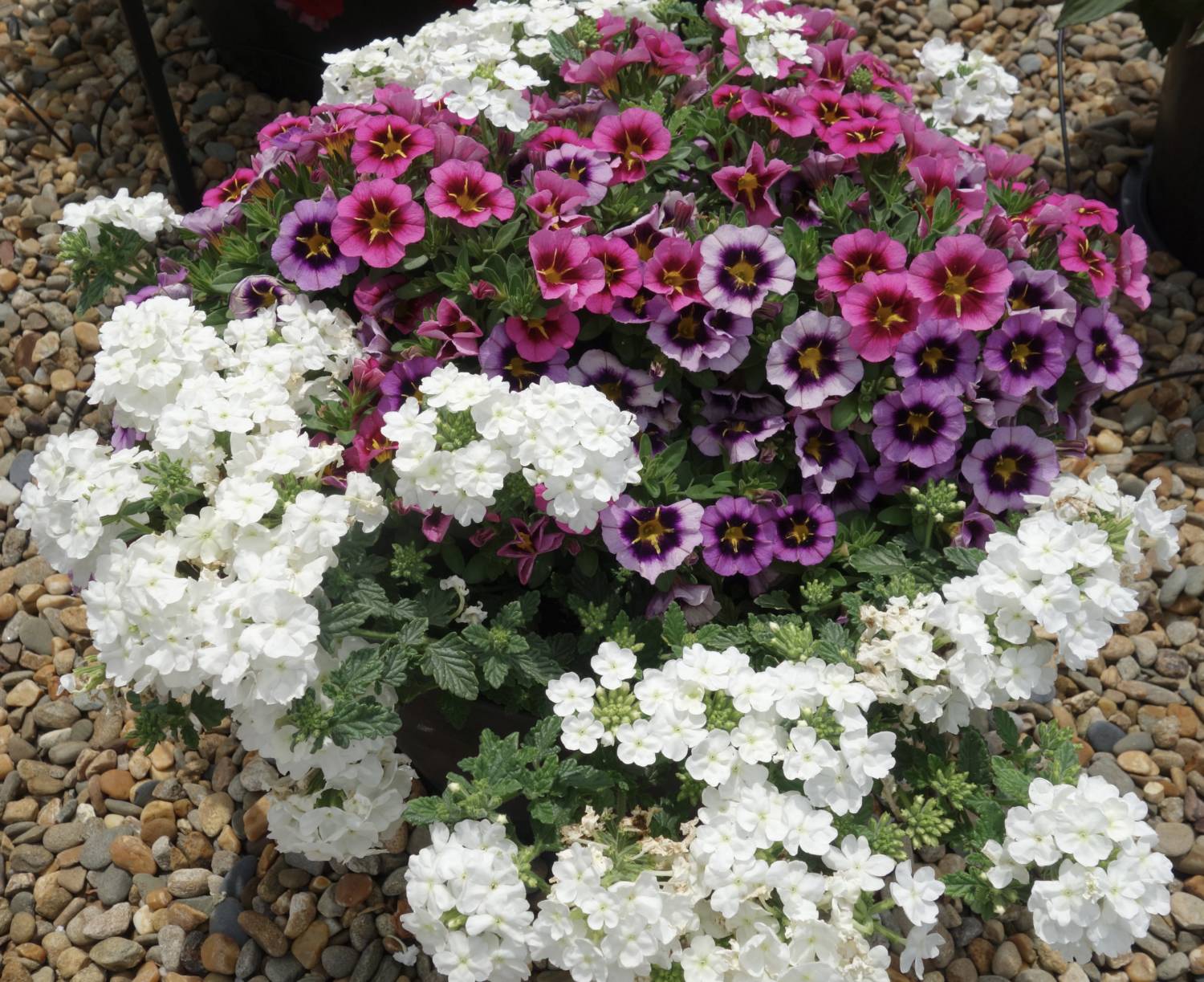 Colorful and Dynamic Containers in Alabama - Greenhouse Product News