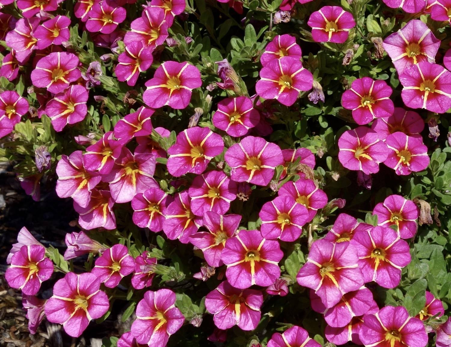 Conga calibrachoa - Ball