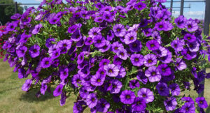 ‘Cabrio Amethyst’ by Syngenta Flowers