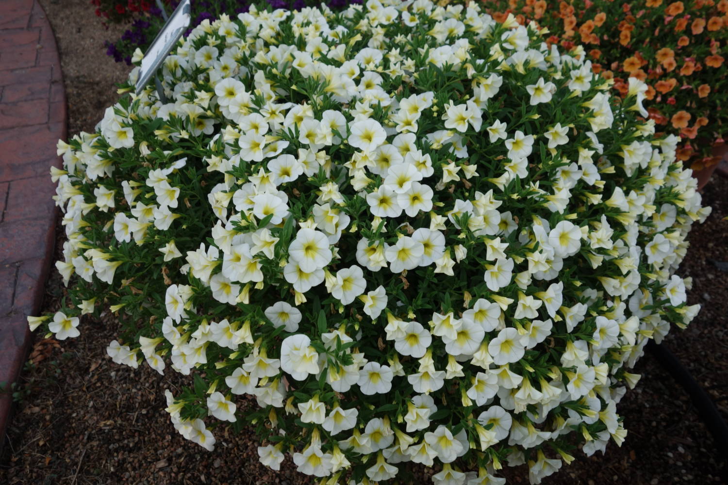 Calibrachoa Cha Cha - Ball