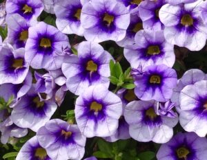 Calibrachoa Eyeconic Purple - Danziger