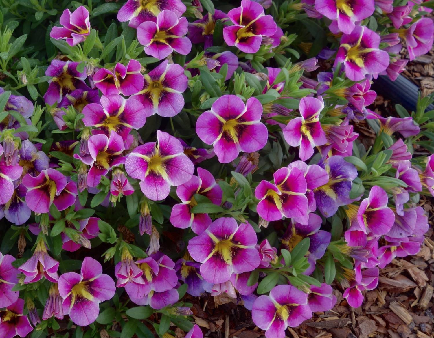 Neo calibrachoa