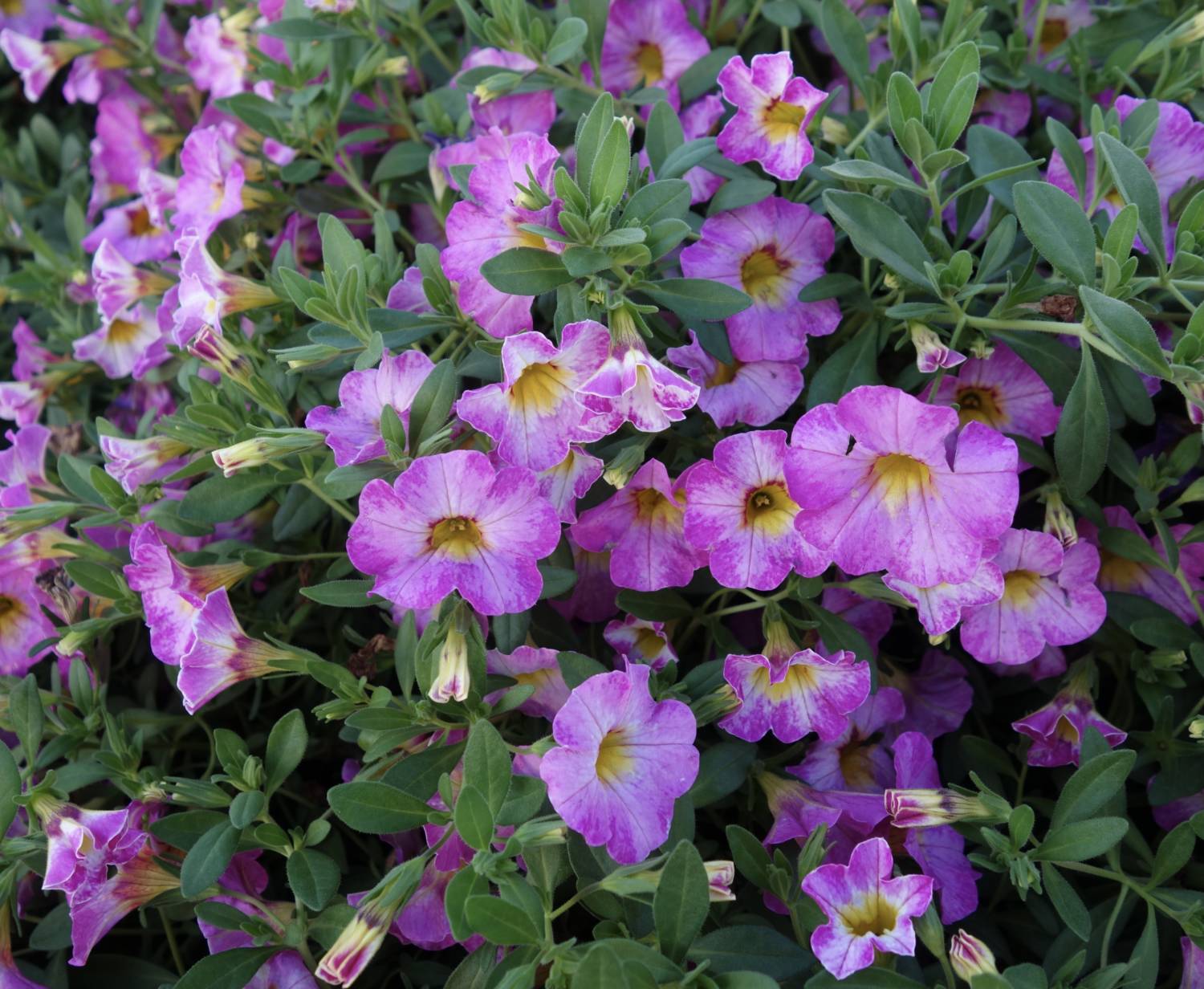 Rainbow calibrachoa