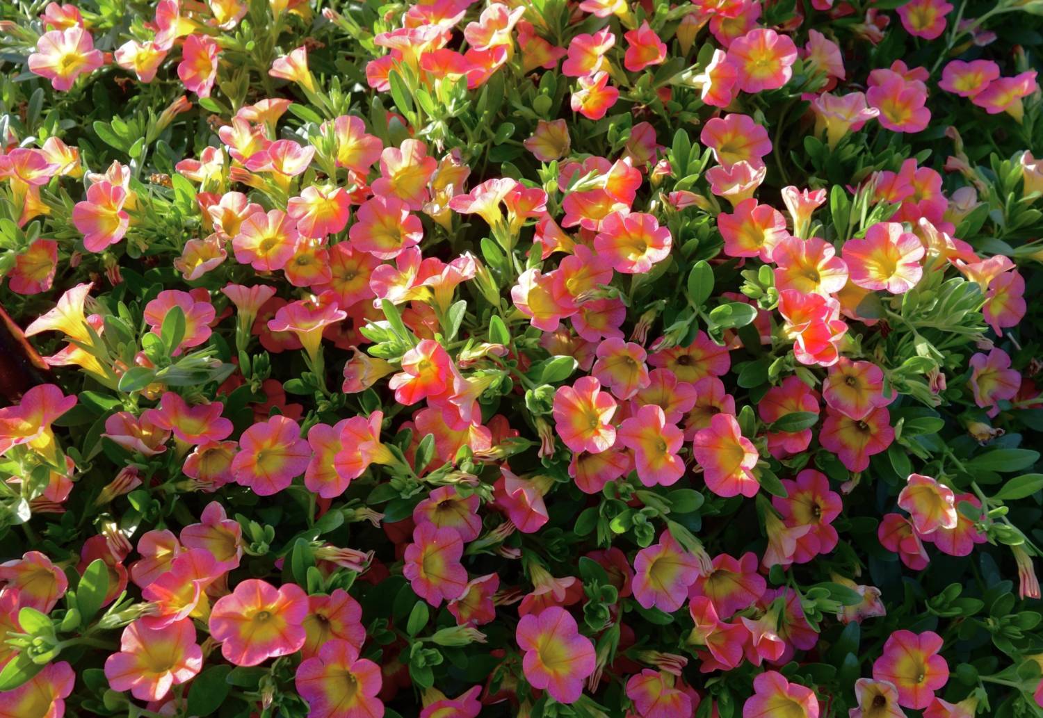 Superbells Calibrachoa