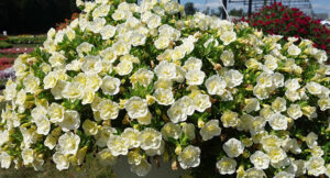 ‘Superbells Double Lemon Chiffon’ by Proven Winners