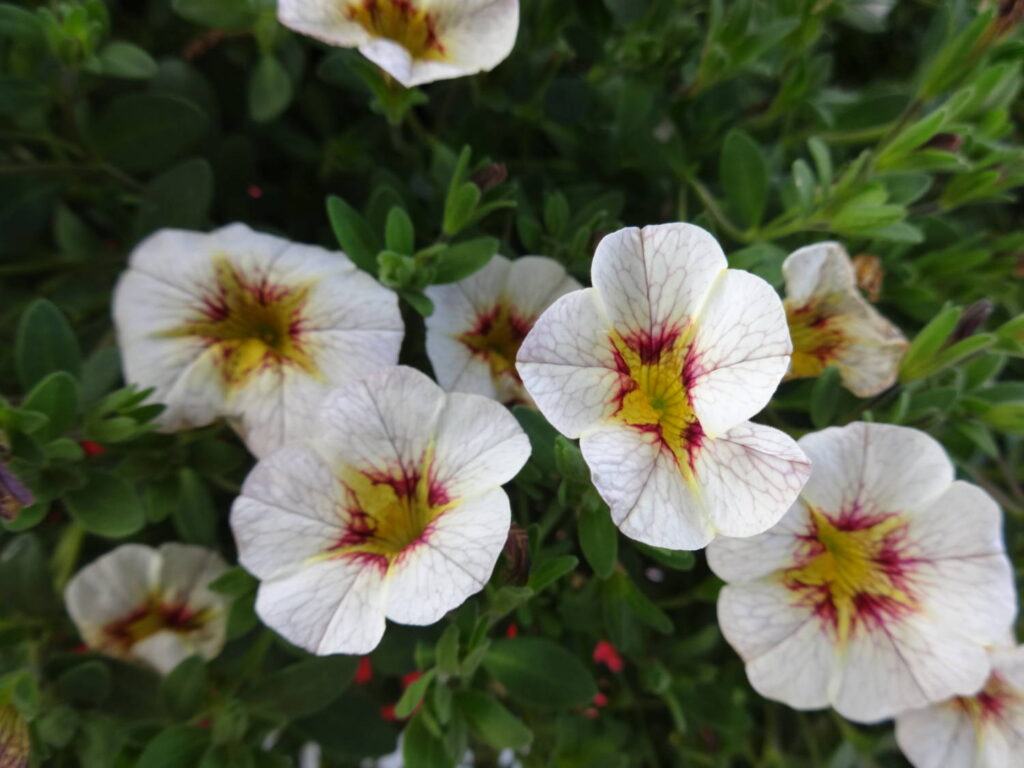 Nature’s Source Organic Plant Food Now Available for Retail Sales