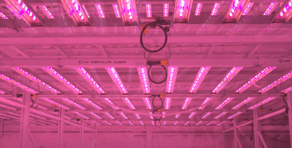California Incentivizes LEDs for Cannabis Growers