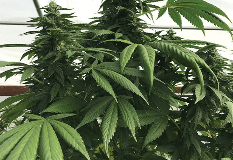 Cannabis plant nutrition