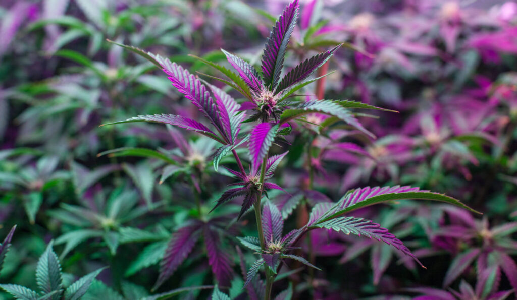 Cannabis MBA Program Being Offered by N.J. College