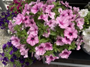 CannonBall petunias