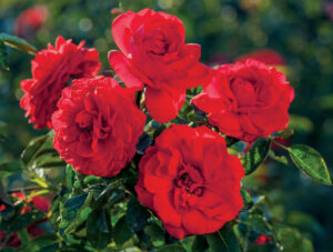 Canyon Road rose