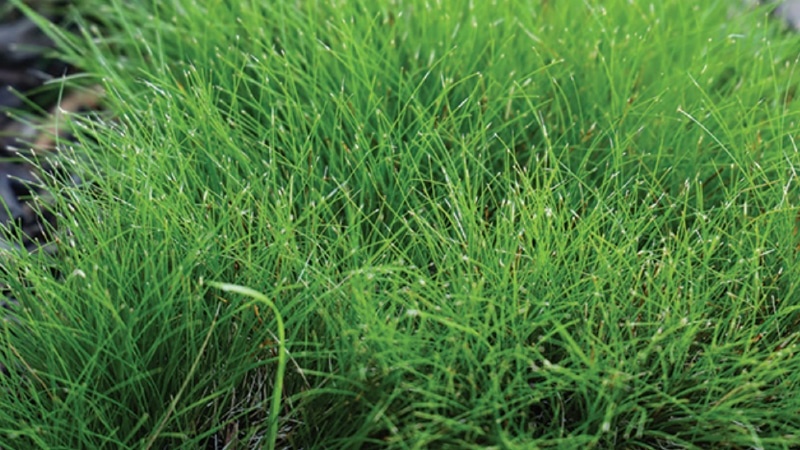 Mt. Cuba Center Releases Carex Trial Results