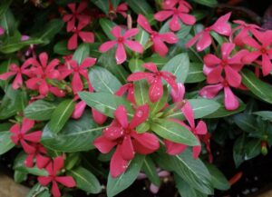 Catharanthus Soiree Kawaii - Suntory