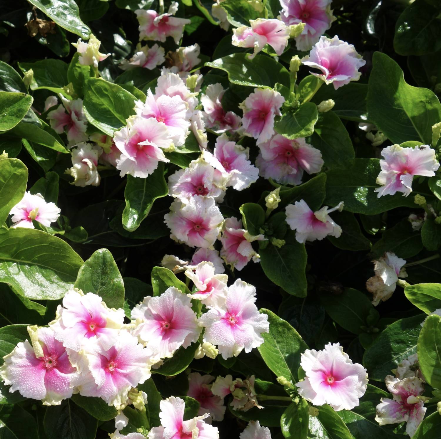 Catharanthus Soiree Flamenco