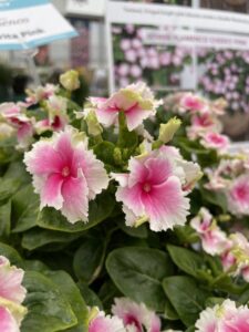 Catharanthus Soiree Flamenco
