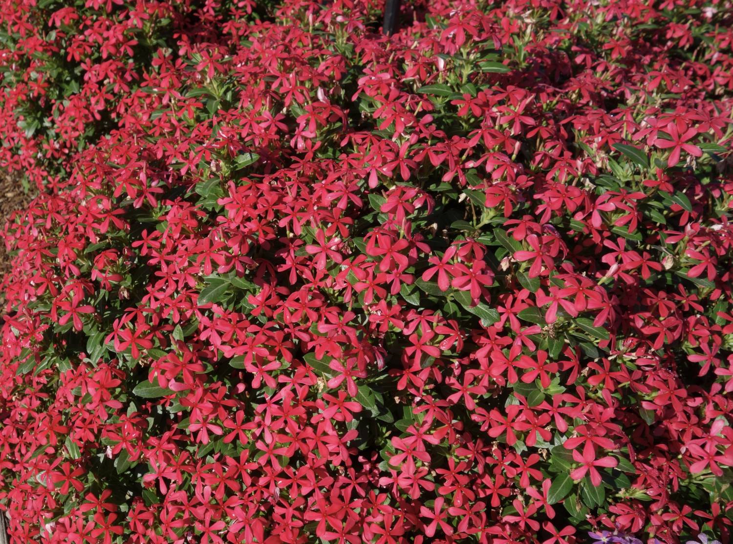 Catharanthus Soiree Kawaii - Suntory