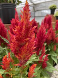 Celosia 'Arrabona Red'