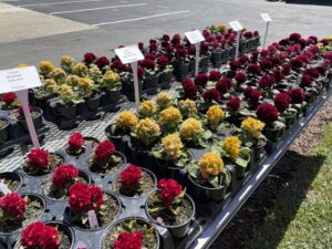 Celosia Brainiac series