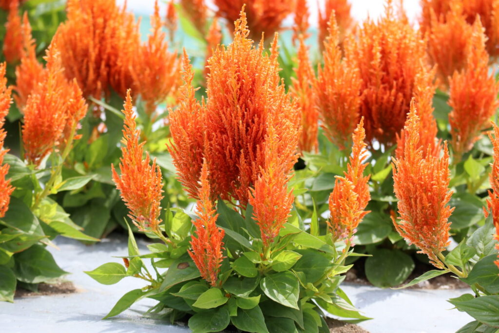 Celosia Flamma-type-Orange-6
